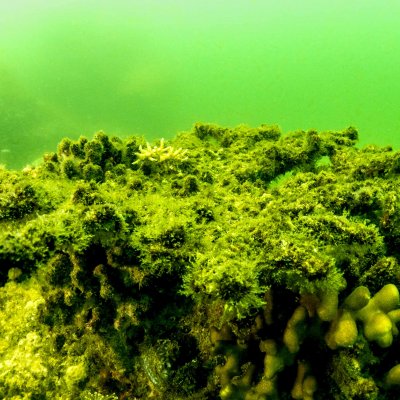 Reefs experiencing flood and poor water quality